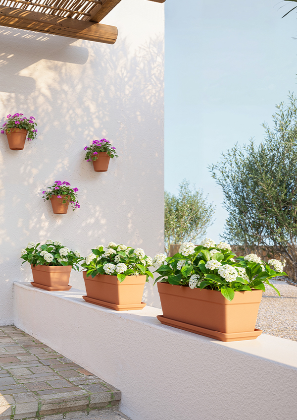 Summer plant boxes